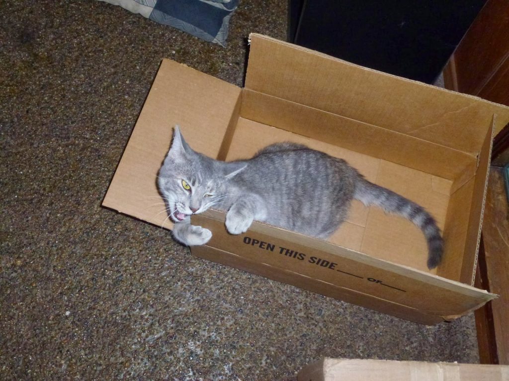 Wrigley the cat eating a box