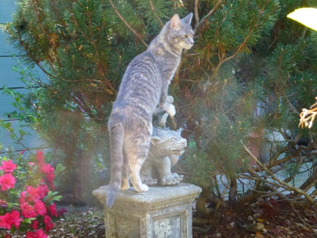 Wrigley the cat standing on a statue in the garden