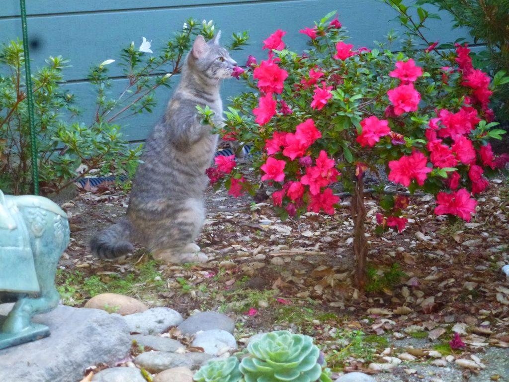 Wrigley the cat smelling flowers