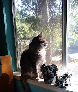 cat on a sunny windowsill